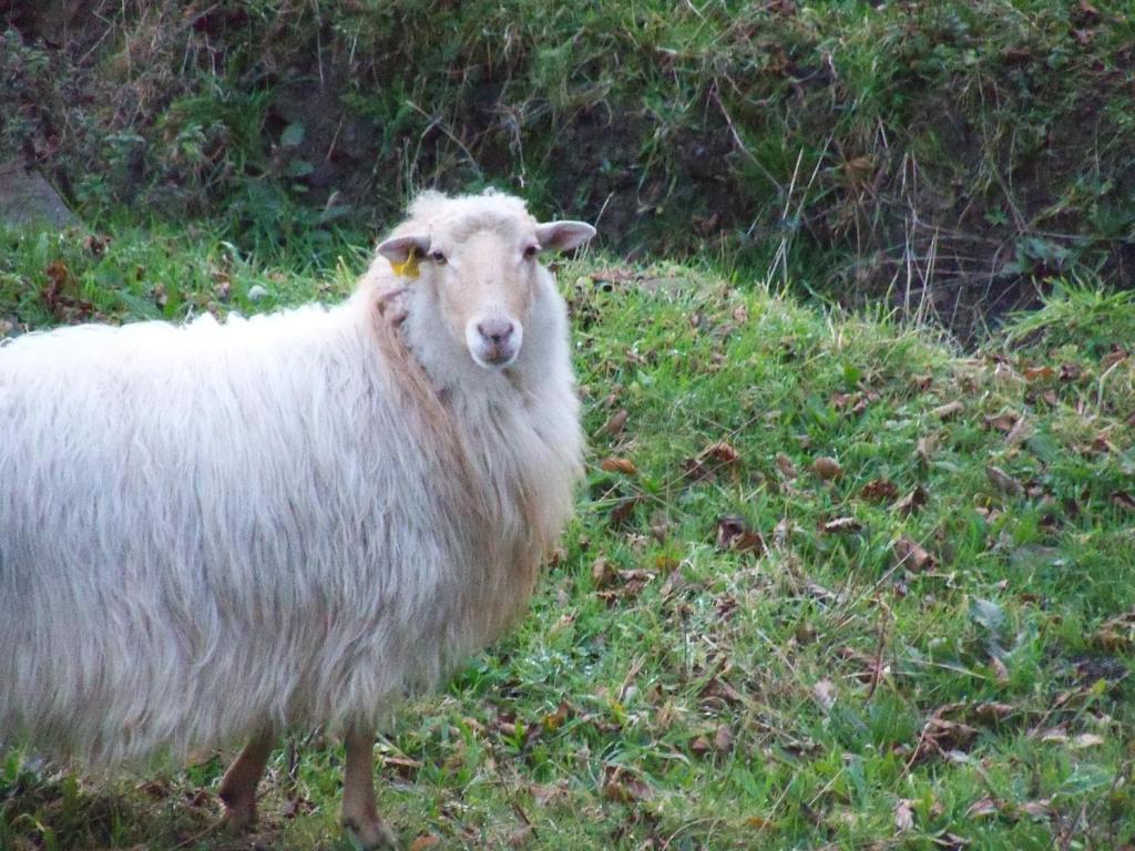 Agroturismo Iturbe Axpe de Busturia Oda fotoğraf